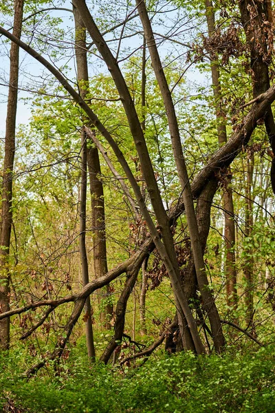 Tiro Vertical Árvores Verdes Floresta — Fotografia de Stock