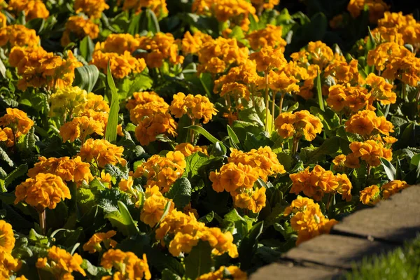 Beautiful Orange Primula Primrose Flowers Garden Sunlight — Stock Photo, Image