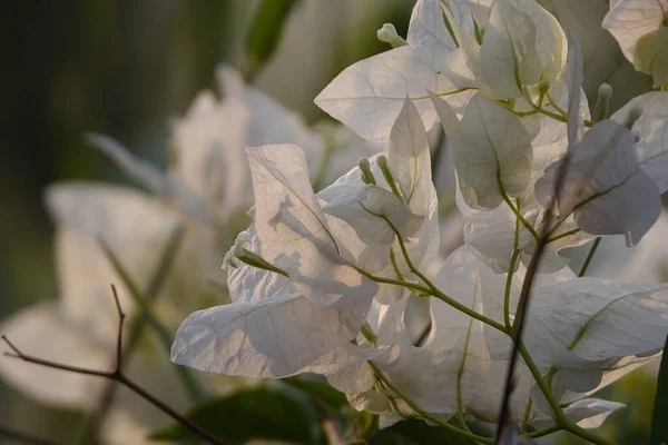 Mělké Ohnisko Bílé Květy Bougainvillea — Stock fotografie