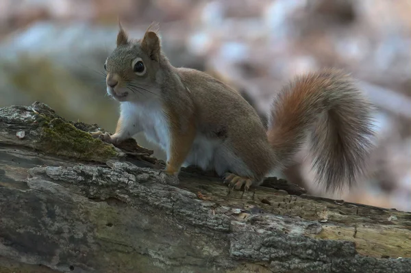 Eine Nahaufnahme Eines Niedlichen Roten Eichhörnchens Auf Dem Zweig — Stockfoto
