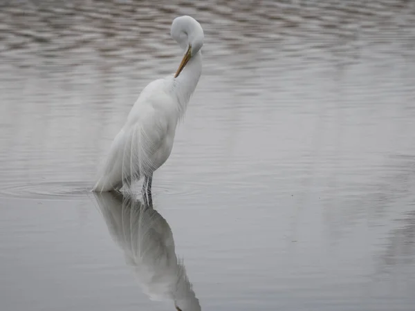 Eine Nahaufnahme Von Einem Schönen Weißen Silberreiher Vogel Der Wasser — Stockfoto