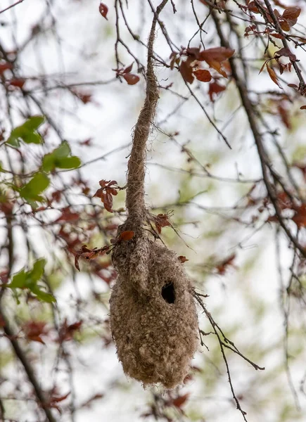 Close Ninho Pássaro Pêndulo Remiz Uma Árvore Natue Galhos Selvagem — Fotografia de Stock