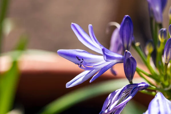 Agapanthus Growing Sun — Stock Photo, Image