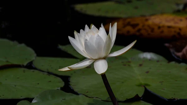 Gros Plan Lotus Blanc Dans Étang — Photo