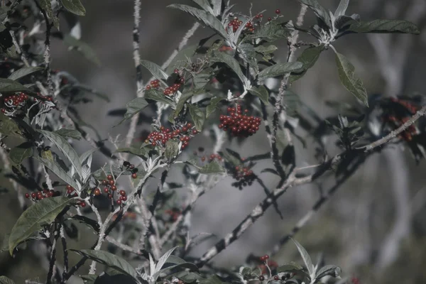Closeup Shot Tree Clusters Sour Cherries — Stock Photo, Image