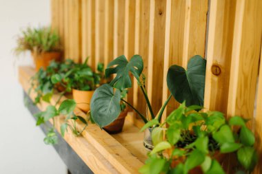 Ahşap yüzeydeki saksıların çok güzel bir dekorasyonu var.