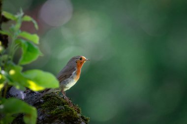 Avrupa robininin seçici odak noktası (Erithacus rubecula)
