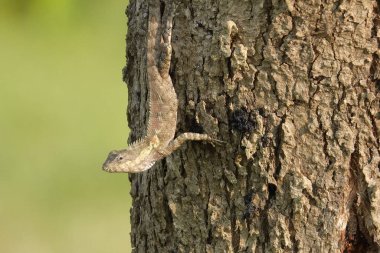 Bulanık yeşil arkaplanı olan bir ağaç gövdesindeki kertenkelenin yakın çekimi