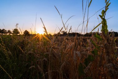Arkasında güneş olan bir buğday tarlası. Güneş bir güneş yıldızı, gökyüzü mavi.