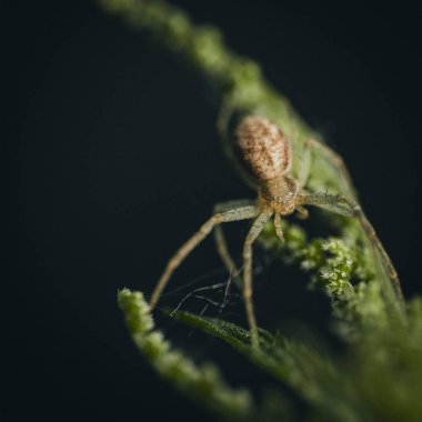 Yeşil yaprağın üzerinde oturan yeşil kalkan böceği (Palomena prasina)