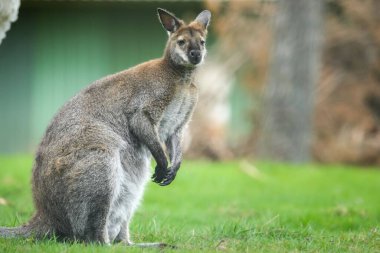 Parktaki yeşil çimlerin üzerinde duran güzel, büyük bir kangurunun yakın çekimi.