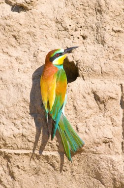 Avrupalı bir arı yiyici kayaya tünemiş