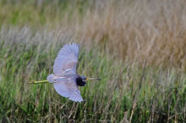 Uçan gri balıkçıl için seçici bir odak noktası.