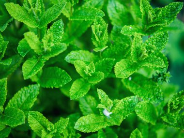 Bulanık arkaplanda nane şekerlerinin yakın plan çekimi.