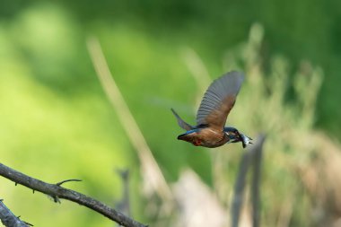 Uçan sıradan bir balıkçının yakın plan çekimi.