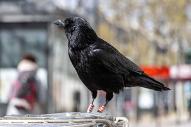 Paris, Fransa 'da tünemiş siyah bir karganın yakın plan çekimi.