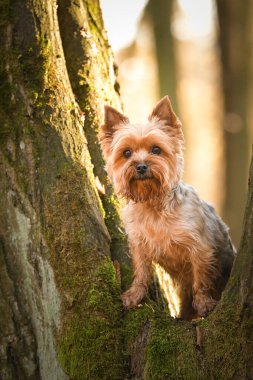 Ağaçtaki sevimli Yorkshire teriyerinin dikey görüntüsü.