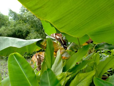 Muz ağacı yaprakları üzerinde çiftleşen kelebekler. Bahçede bir gün. Çiftleşme mevsiminde.