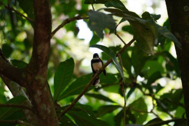 Bir dala konmuş bir kuşun seçici odak noktası.