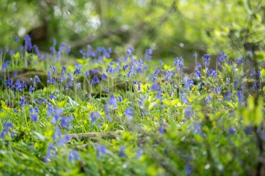 Bir alanda ortak çançiçeği (Hyacinthoides non-script) seçici bir odak çekimi
