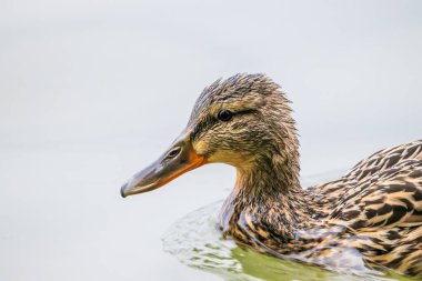 Gölde yüzen bir Mallard ördeği