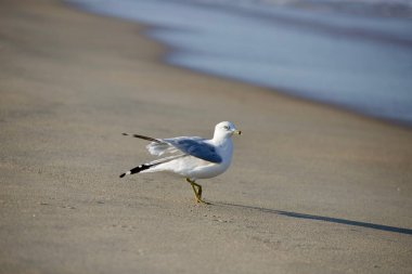 Sahilde güzel bir martı manzarası.