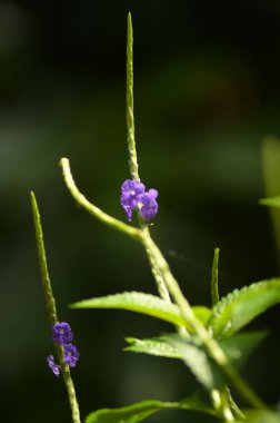 Stachytarpheta jamaicensis bitkisinin seçici odak noktası.