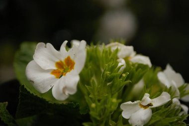 Bulanık koyu arkaplanı olan sığ bir çiçeğin odak noktası.