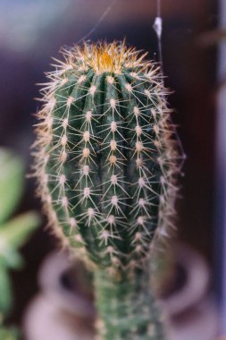 Arka planda bulanık bir kaktüs bitkisinin dikey görüntüsü.
