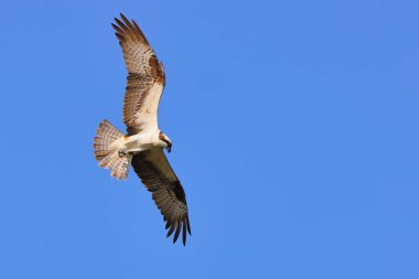 Mavi gökyüzünde süzülen bir Osprey manzarası