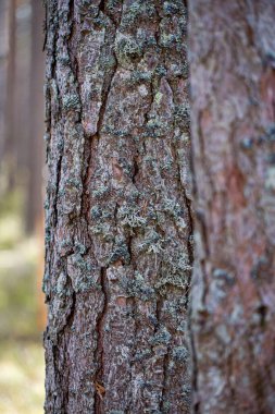 Bir ağaç kabuğunun dikey görüntüsü