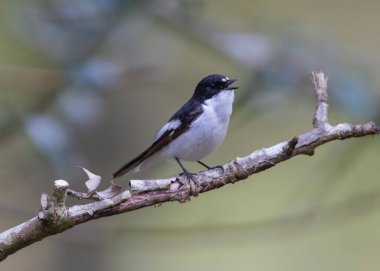 Fareli köyün sinekkapanı bir dalda şarkı söylüyor.