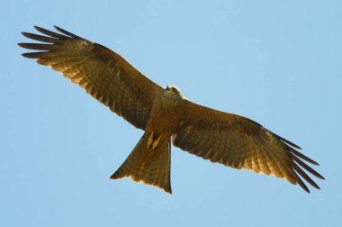 Mavi gökyüzüne karşı uçan bir uçurtma