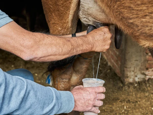 牛乳のための牛を搾乳経験豊富な酪農家の男 — ストック写真