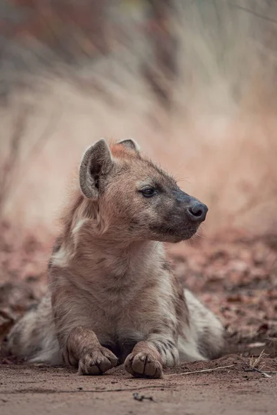 Een Verticaal Schot Van Een Puppy Hyena Liggend Grond Een — Stockfoto