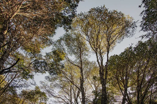 Şili Deki Bir Ormanın Alçak Açılı Görüntüsü — Stok fotoğraf
