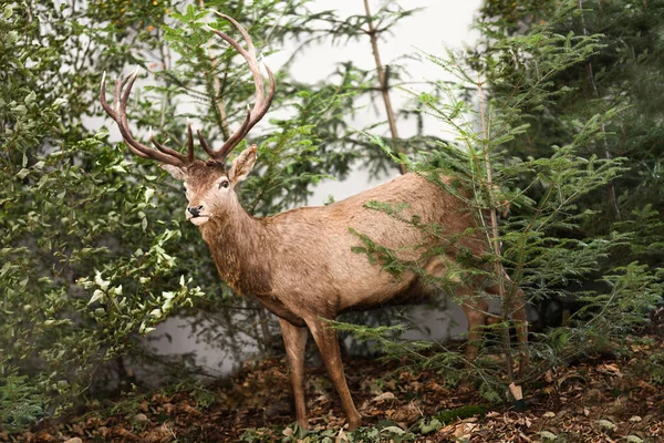 Närbild Röd Hjort Den Vackra Skogen — Stockfoto