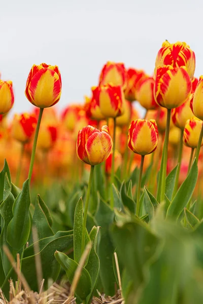 Une Vue Belles Tulipes Poussant Dans Jardin Par Une Journée — Photo