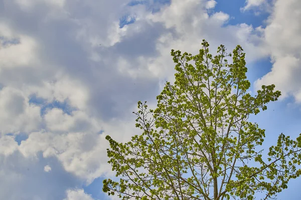 Ψηλά Φύλλα Δέντρων Προσπαθούν Φτάσουν Στον Ουρανό Μια Ηλιόλουστη Μέρα — Φωτογραφία Αρχείου