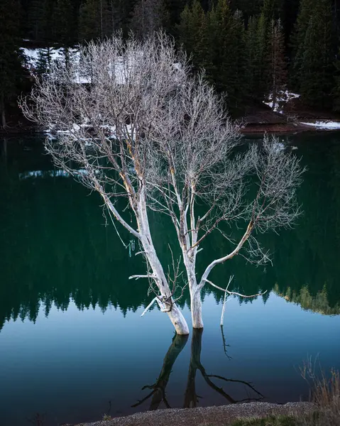 Sebuah Gambar Vertikal Pohon Pohon Dalam Air Dengan Refleksi — Stok Foto