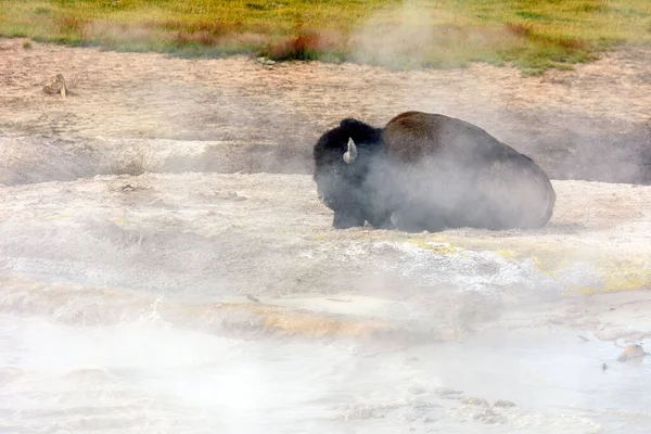American Buffalo Bison Bison Resting Steam Geyser Yellowstone National Park — Φωτογραφία Αρχείου
