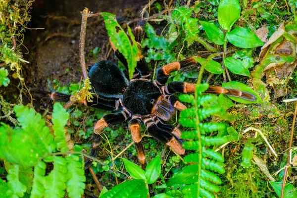 Close Uma Aranha Tarântula Uma Planta Uma Floresta — Fotografia de Stock