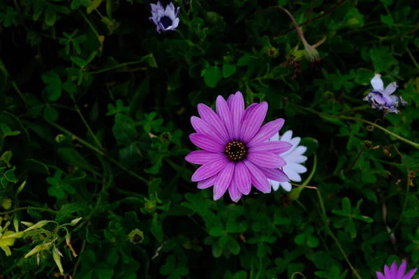 Uma Bela Flores Rosa Brilhante Margaridas Africanas Jardim Fundo Floral — Fotografia de Stock