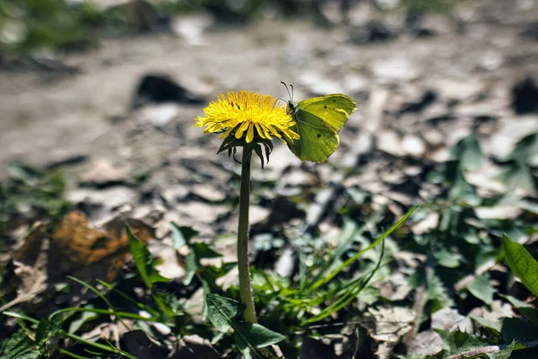 Naturskön Över Vanlig Svavel Fjäril Uppflugen Blomma Suddig Bakgrund — Stockfoto