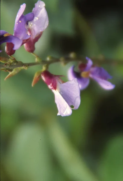 Lathyrus Vernus Veto Primavera Guisante Primavera Veza Primavera —  Fotos de Stock