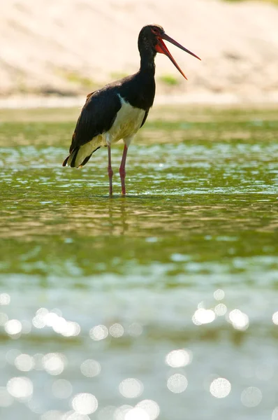 Tiro Perto Uma Cegonha Negra Numa Lagoa — Fotografia de Stock