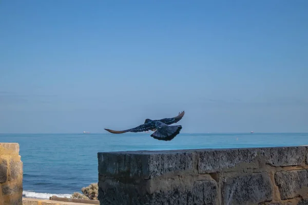 Ein Schuss Vogel Fliegt Gegen Den Blauen Himmel — Stockfoto