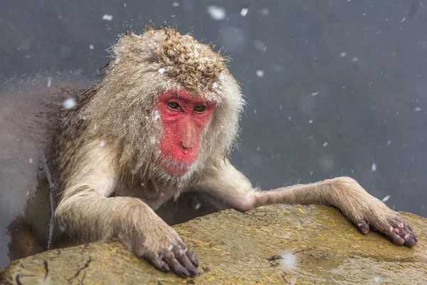 Closeup Shot Wild Macaque Monkey Red Face Swimming Pond — Stock Photo, Image