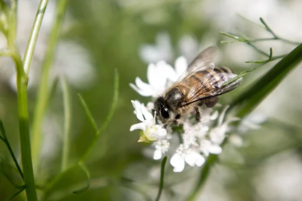 Bee Collecting Nectar Flower Coriander Scientific Name Coriander Coriandrum Sativum — Stock Photo, Image