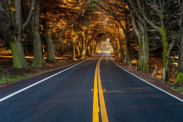 Una Vista Mozzafiato Una Strada Asfaltata Attraverso Bellissimi Alberi Con — Foto Stock